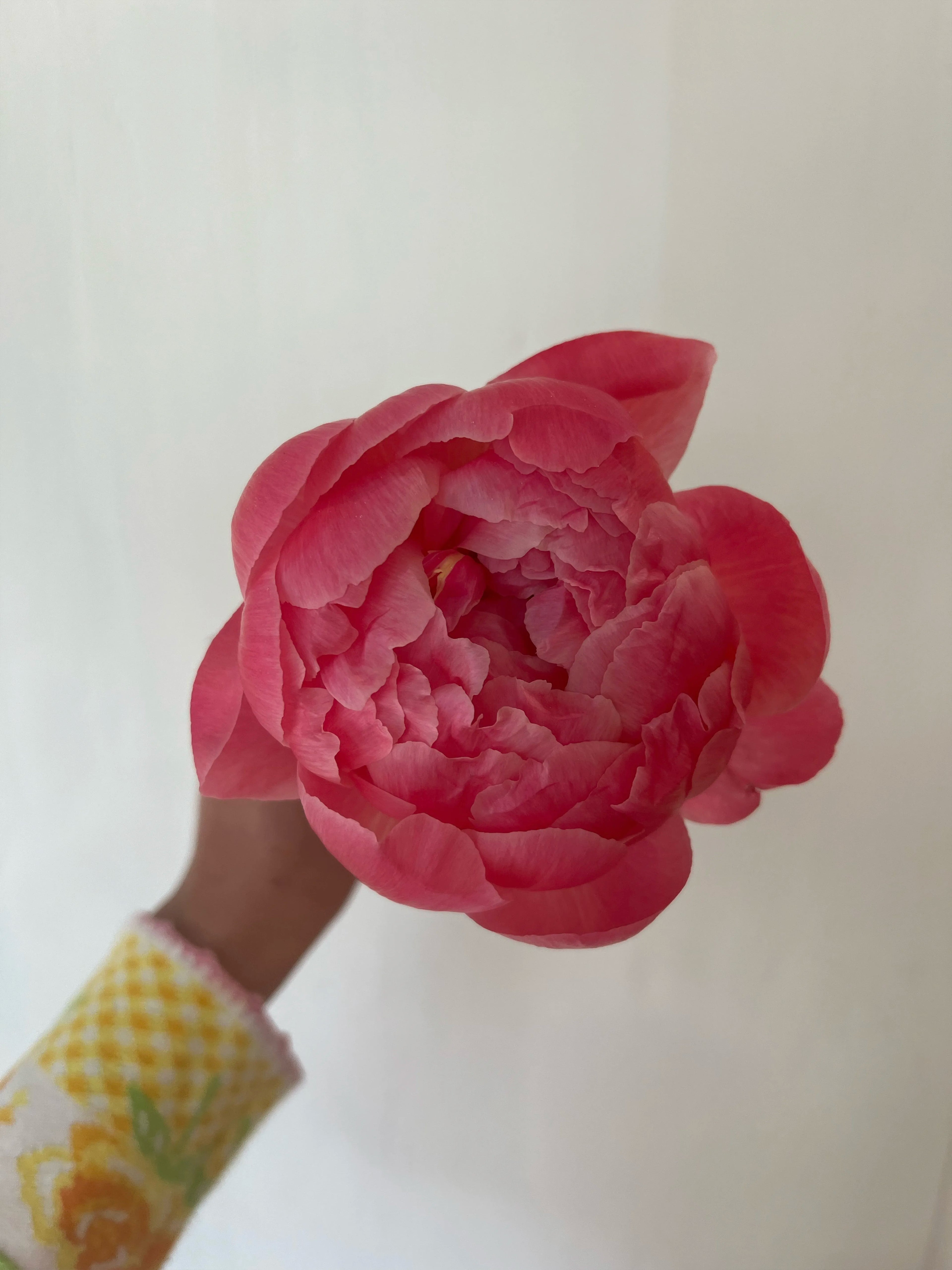 Pivoine Corail